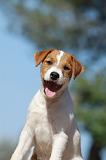 PARSON RUSSEL TERRIER 069